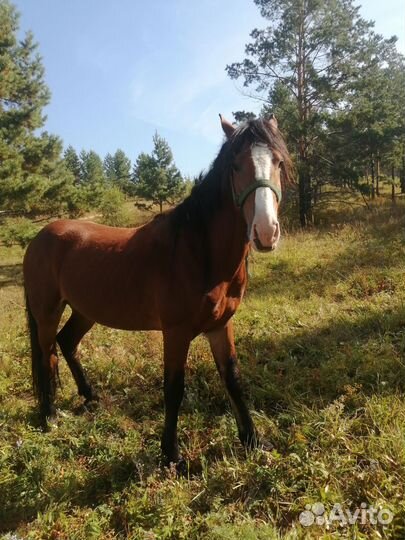 Продам лошадь