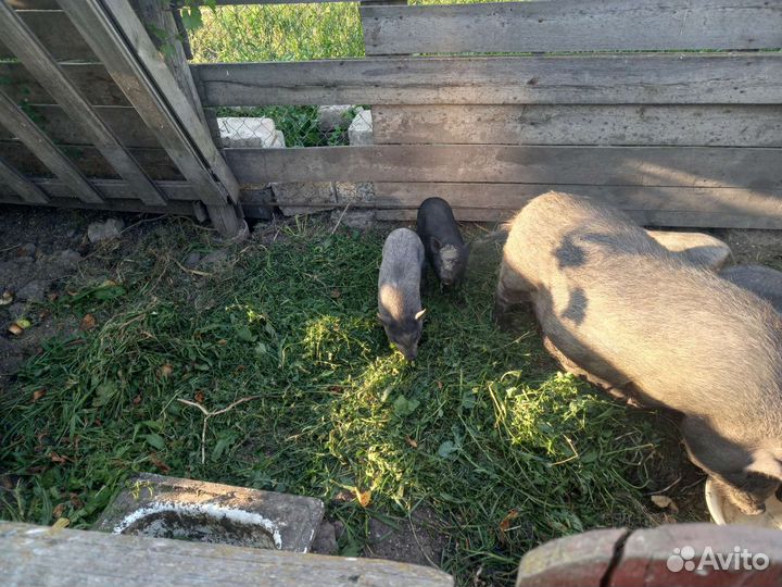 Вьетнамские вислобрюхие поросята