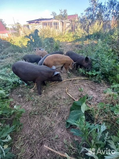 Поросята