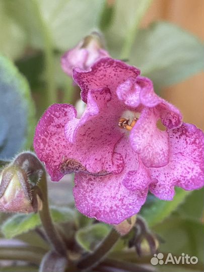 Детки сортовых фиалок, лист с детками