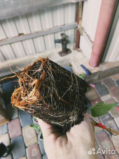 Клематис Вайлдфаер