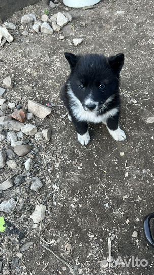 Щенки в добрые руки