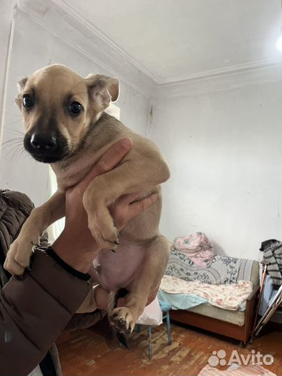 Щенок в добрые руки