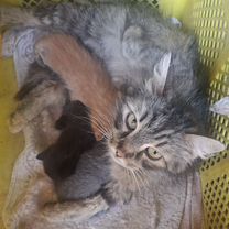 Найдена кошка, Сочи
