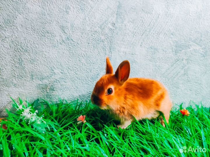 Карликовый кролик - королевский редкий