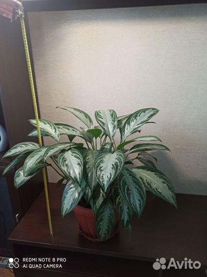 Аглаонема сильвер бей