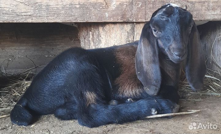 Англо-нубийские козы, козлята, козлы