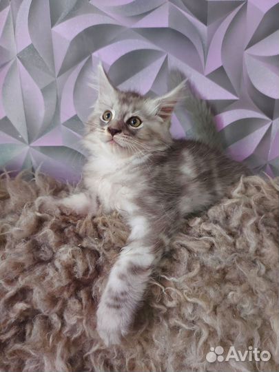 Котята мейн-кун