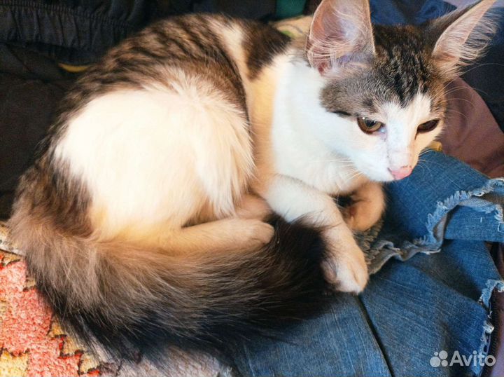 Кошка в дар бесплатно
