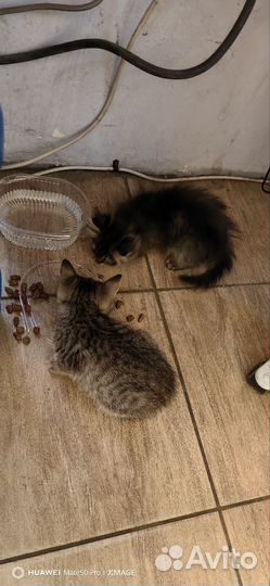 Котята девочки в добрые руки бесплатно