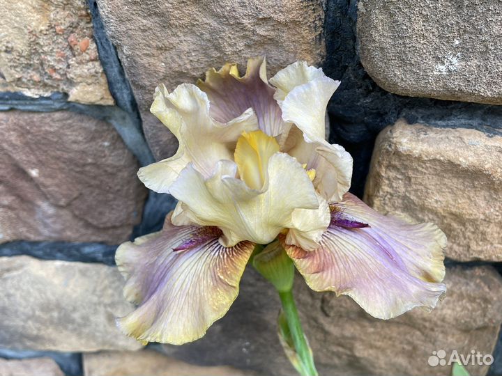 Ирис коллекция