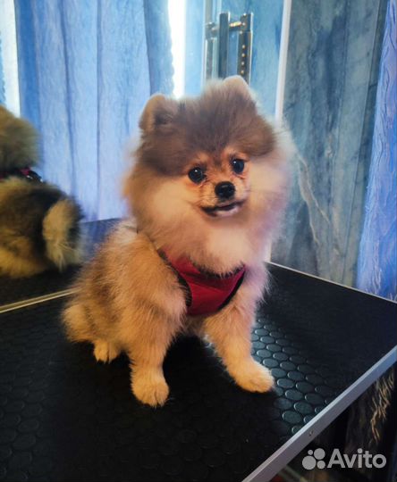 Продаю шпиц девочка