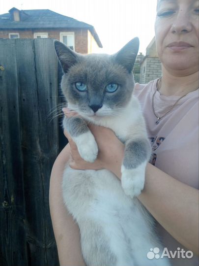 Кот ищет добрые руки