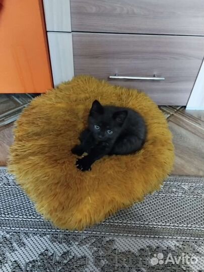 Котята ищут дом