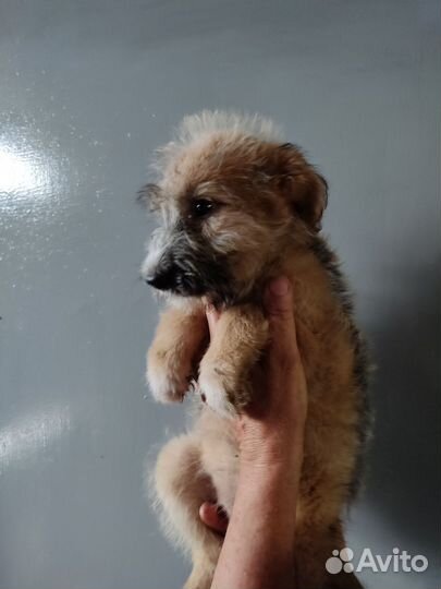 Отдается в добрые щенок (девочка, 3 мес)