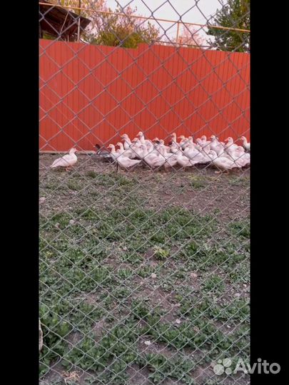 Мускусные утки, тяжелой линии, утята