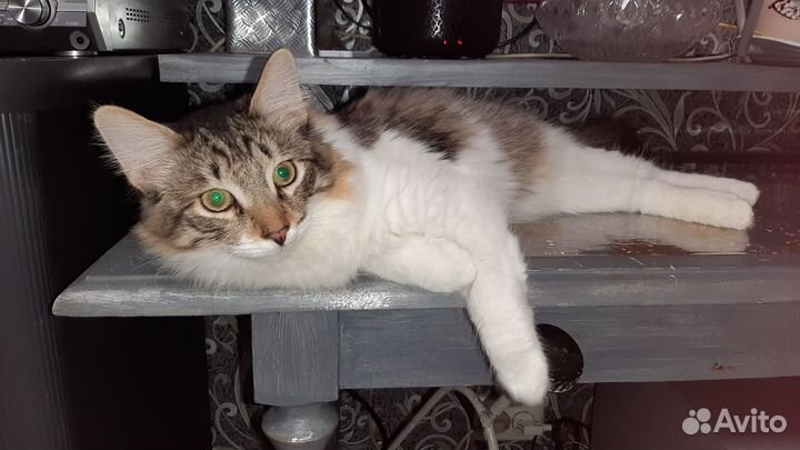 Котик напрокат