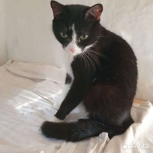 Нежнейшая кошечка Зося в добрые руки