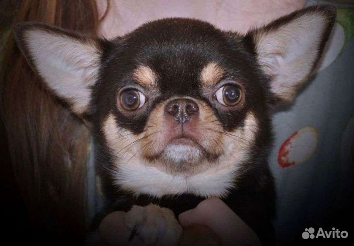 Щенки чихуахуа