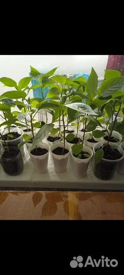 Рассада сладкого перца