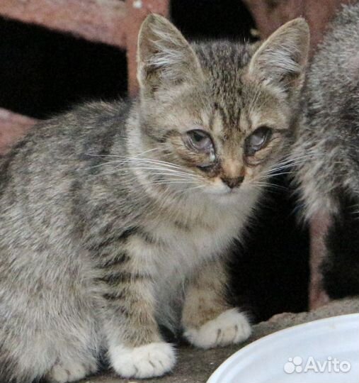 Кошка и три больных котенка