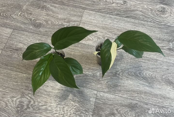 Спатифиллум Пикассо