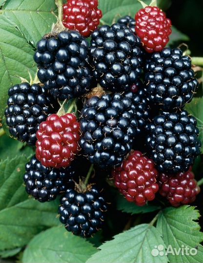 Саженцы ремонтантной малины Ежевики,малины