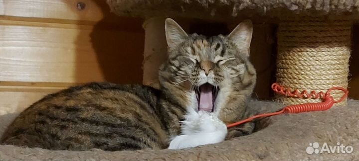 Кошка мякушка