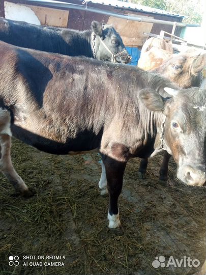 Корова нетель