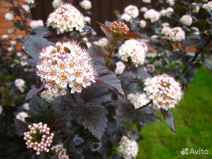 Ива, пузыреплодник, гортензия и спирея