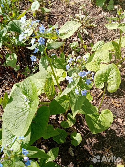 Многолетние садовые растения