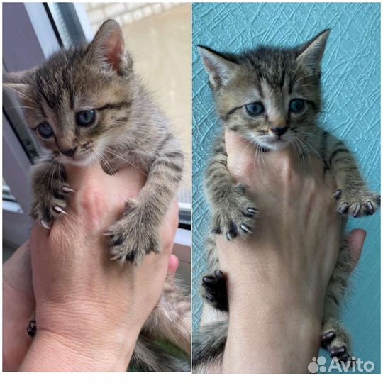 Котята