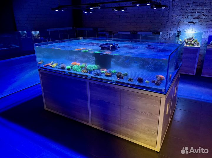 Морские кораллы для аквариума