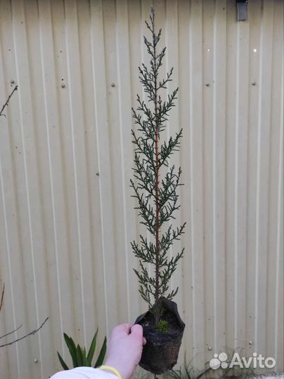 Кипарис пирамидальный саженцы зкс 50см