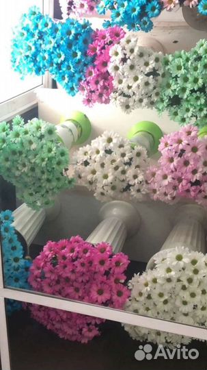 Кустовые.Хризантемы.Ромашки.Цветы.Премиум Качество