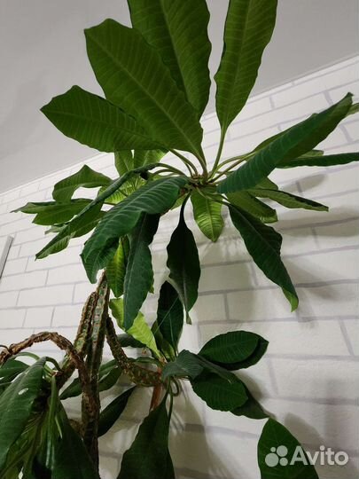 Молочай беложилковый комнатное растение высокое