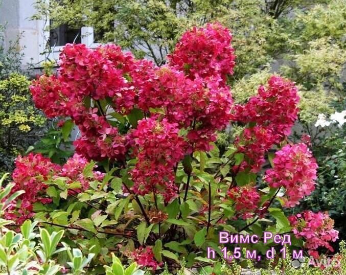 Гортензия саженцы