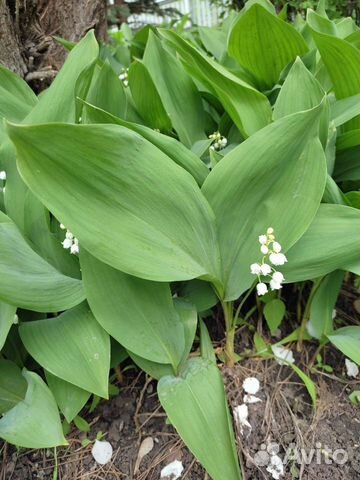 Ландыши, василек, ирис сортовой