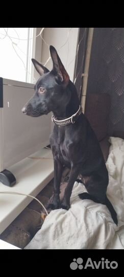 Собака Ксоло