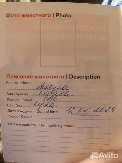 Собака