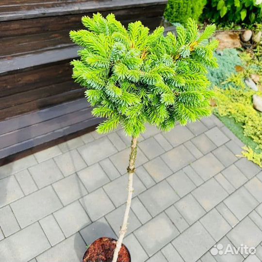 Ель сербская Певе Тиджн (штамб)