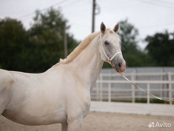Продается мерин