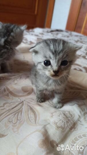 Британская кошка