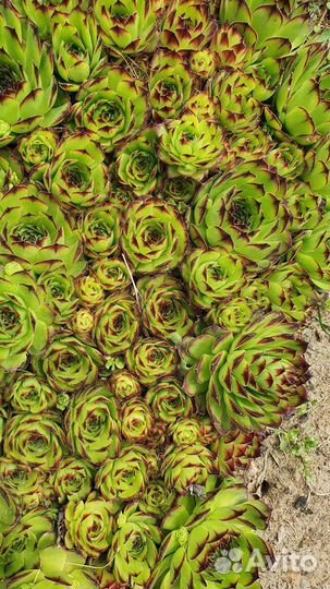 Молодило каменная роза для горки, деленка 5шт