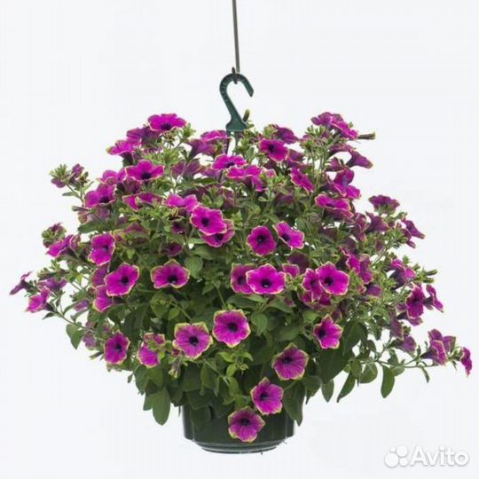 Рассада цветов