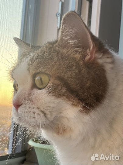 Шотландский кот