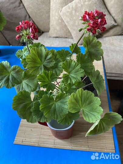 Комнатные растения цветы