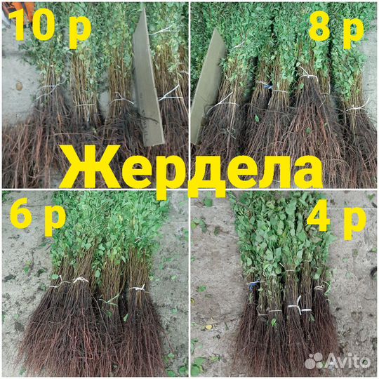 Подвой шиповник, алыча, жердела. Барбарис краснол