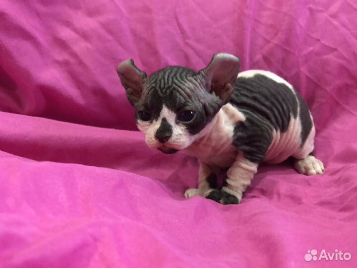 Котята сфинкс эльф