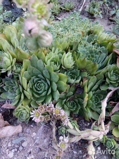 Мраморная роза